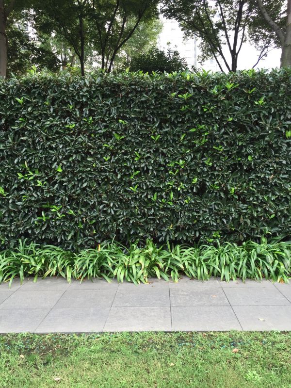 Privacy Hedge Installation