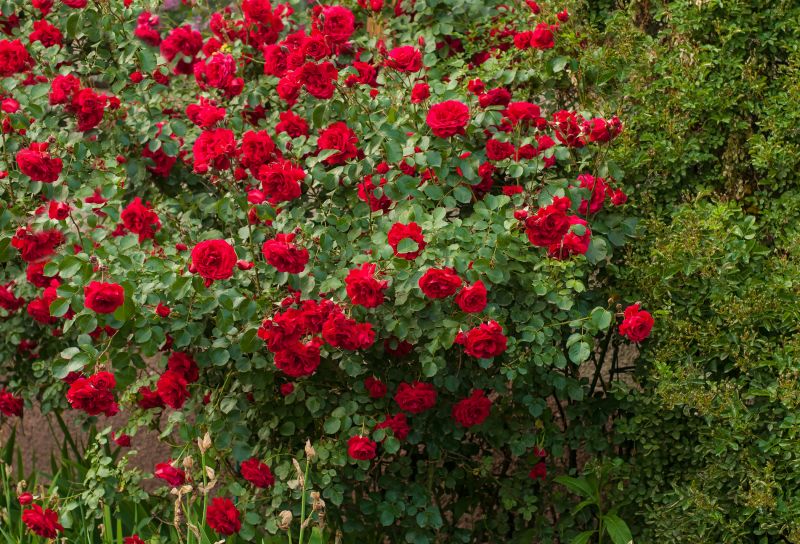 Rose Bush Planting