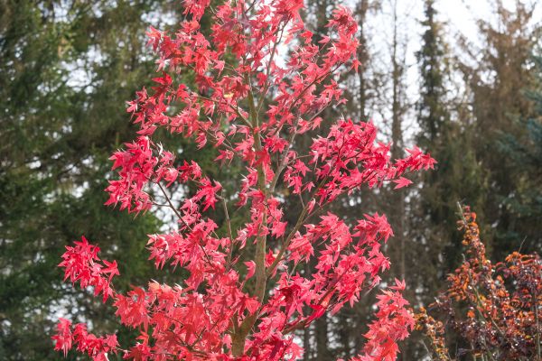 Japanese Maple Planting in Brandon