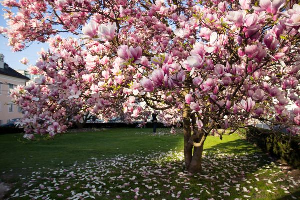 Magnolia Tree Planting in Brandon