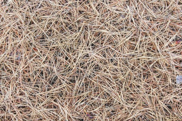 Pine Straw Installation in Brandon