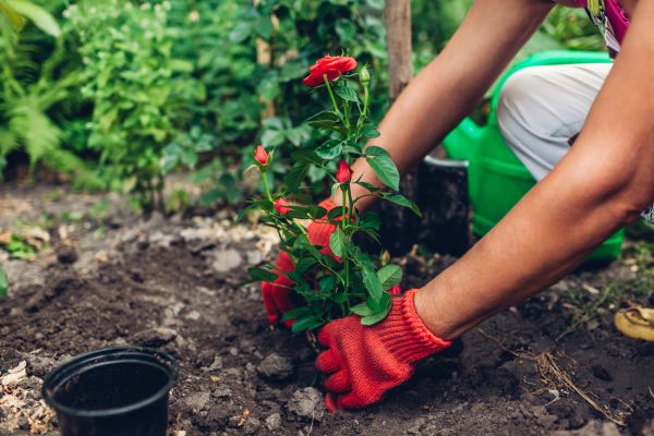 Planting Service in Brandon