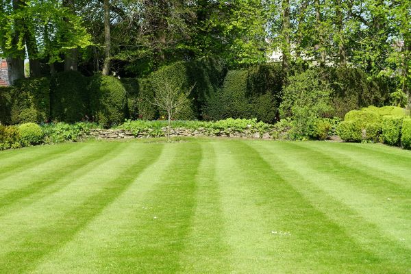 Lawn Renovation Service