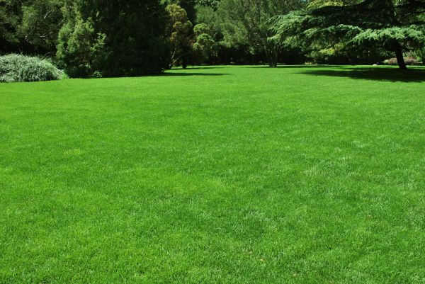 Lawn Landscaping in Brandon