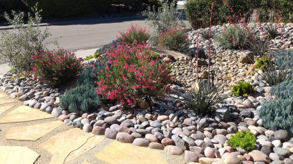 Xeriscape Landscaping in Brandon