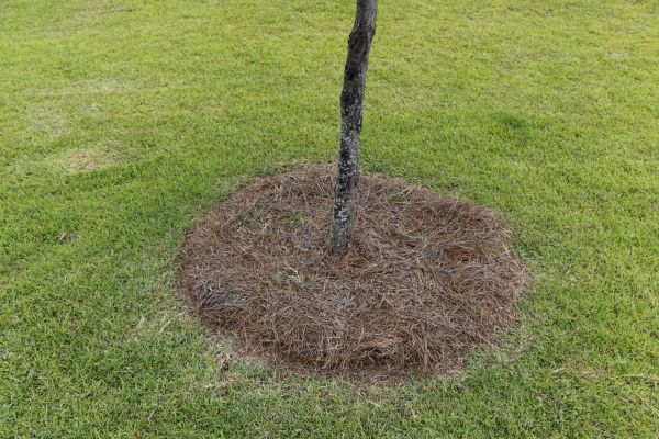 Pine Straw Spreading Service