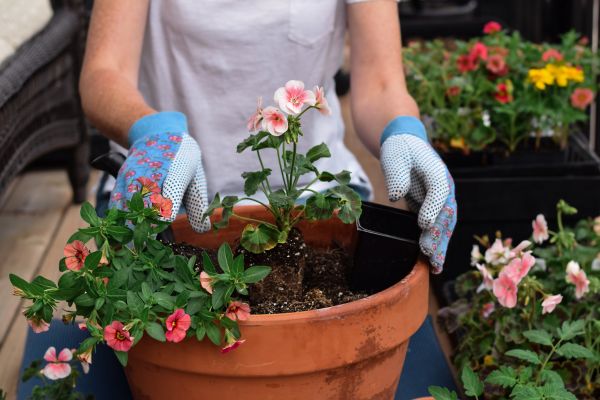 Plant Care Service in Brandon