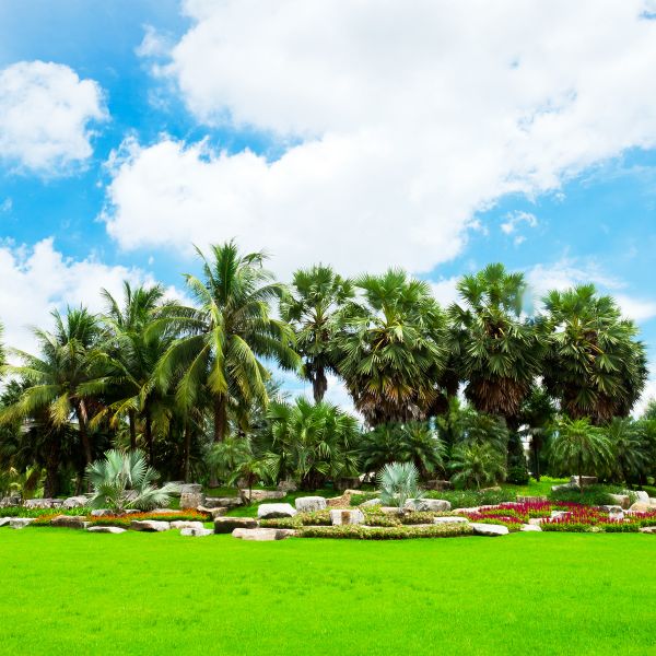 Tropical Landscaping in Brandon