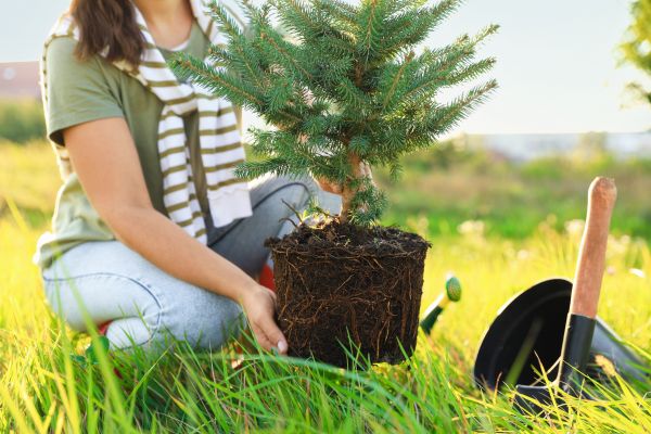 Spruce Tree Planting in Brandon