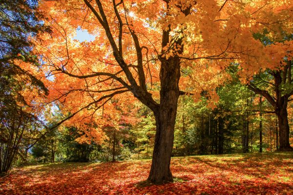 Maple Tree Planting in Brandon
