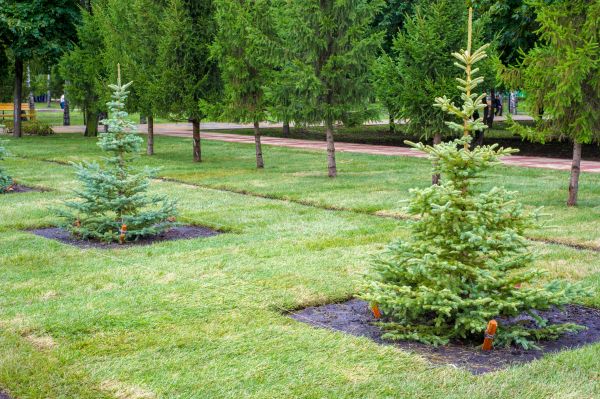 Privacy Trees Planting in Brandon