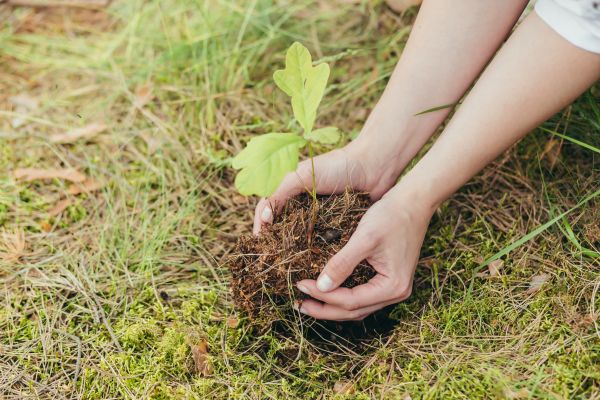 Oak Tree Planting in Brandon