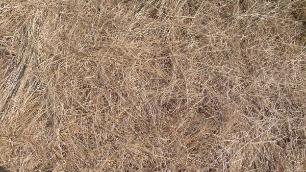 Pine Straw Replacement in Brandon