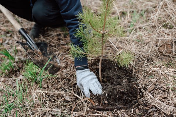 Pine Tree Planting in Brandon