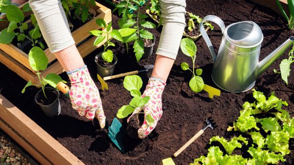 Garden Bed Installation in Brandon