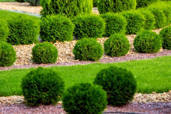 Bush Replacement in Brandon