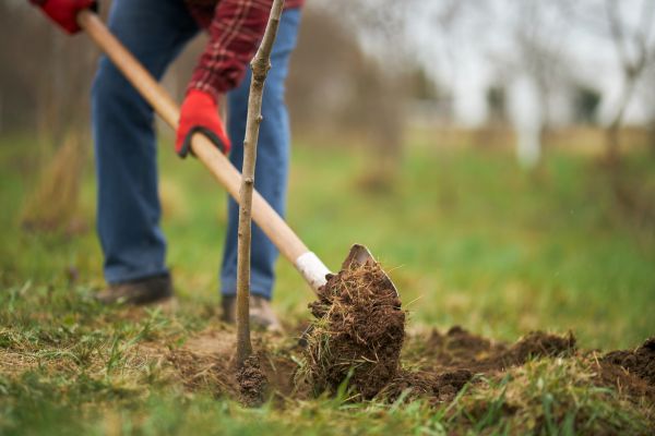 Trees Planting in Brandon