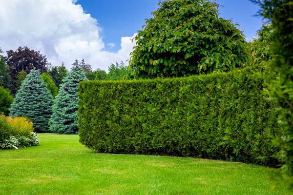 Hedge Landscaping in Brandon