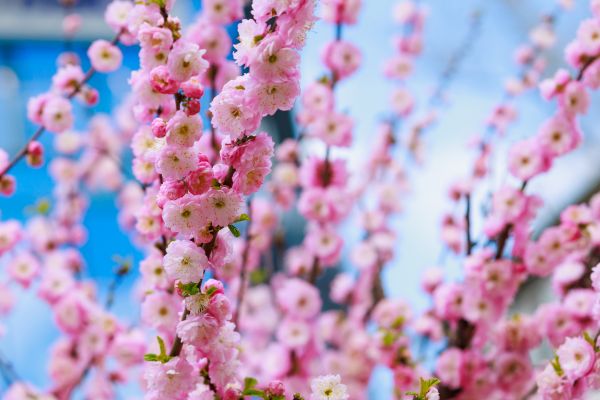 Japanese Cherry Tree Planting in Brandon