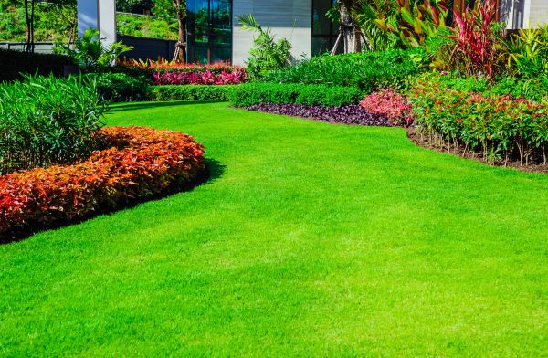 Lawn Transformation