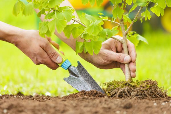 Fruit Tree Planting in Brandon