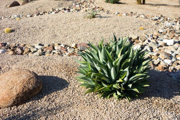 Xeriscaping Service in Brandon