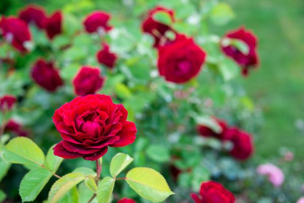 Rose Planting in Brandon