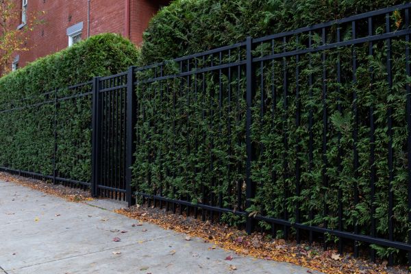 Privacy Hedge Installation in Brandon