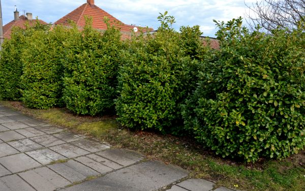 Privacy Shrub Installation in Brandon