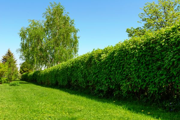 Hedge Replacement in Brandon