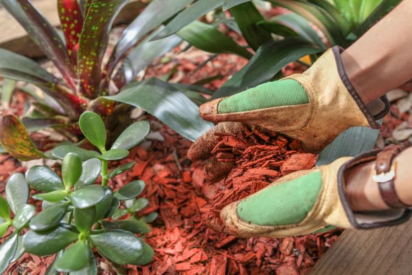 Residential Mulching in Brandon