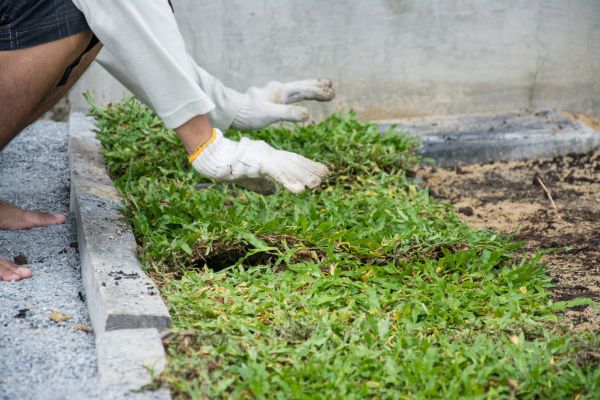 Ground Cover Planting in Brandon