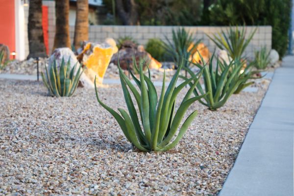 Drought Resistant Landscaping in Brandon