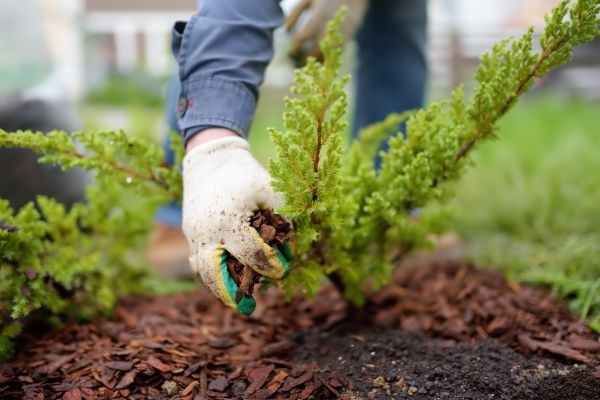 Church Mulching Service