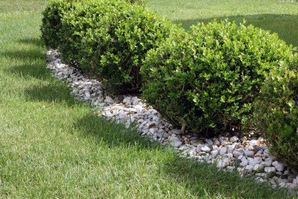Boxwood Planting in Brandon