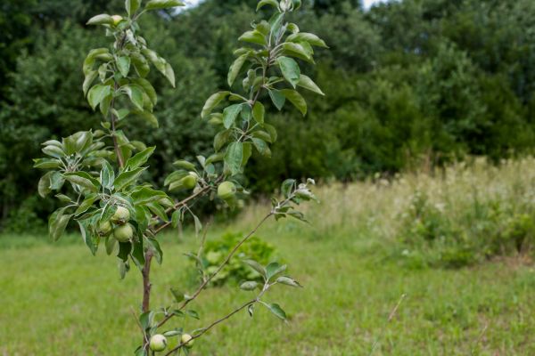 Apple Tree Planting in Brandon
