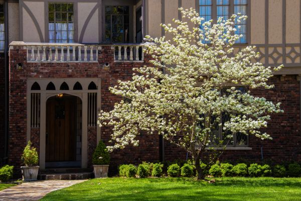 Dogwood Tree Planting in Brandon